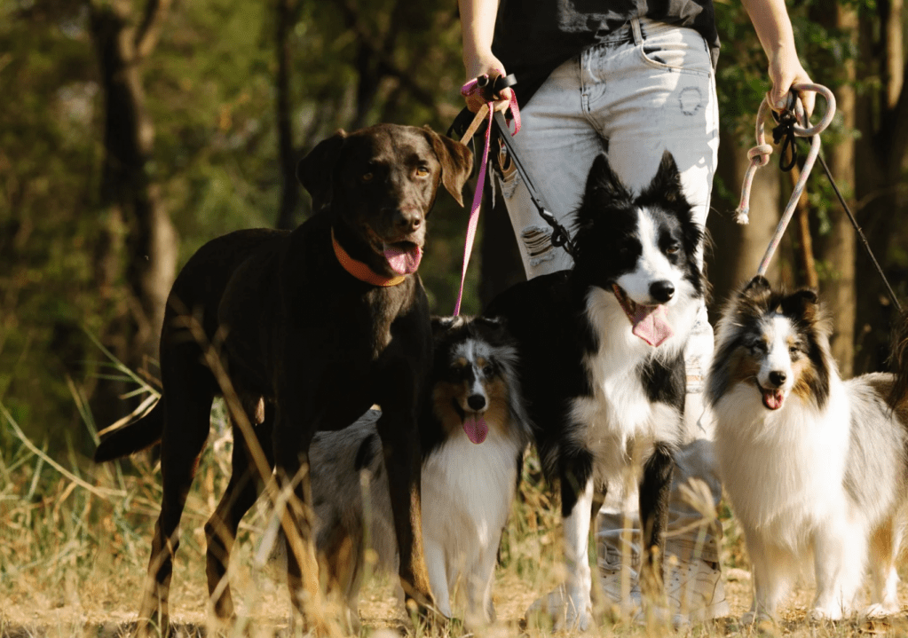 Dressage canin Annemasse